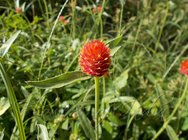 Strawberry Fields Gomphrena